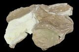 Two Mosasaur (Tylosaurus) Vertebrae - Kansas - #130550-1